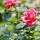 薔薇のおともだち