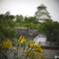 黄色い花と大阪城
