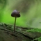 苔の世界 41（キノコ）