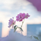 今宵・誘惑の薔薇