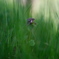 COMMON HENBIT "Lamium amplexicaule" 
