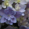 拙宅の 地植え紫陽花 色つきて
