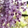 藤の花