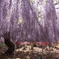 VioletShower ♪