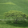 Ｇreen