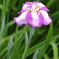 DSC_1592 (2)