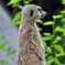 ミーアキャット