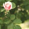 ひっそり咲いていた薔薇さん