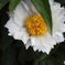 芍薬　クインレッドホワイト