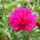 芍薬