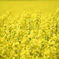 yellowな頃