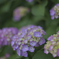 紫陽花３