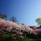 阿智の花桃