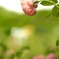 黄昏れる薔薇の時間