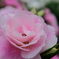 雨薔薇 5