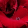雨薔薇6