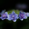紫陽花　３