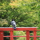 KARASU