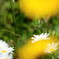 花音痴でも花を撮る