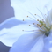 桜　BLUE