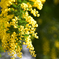 mimosa