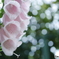 「Digitalis」