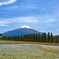 富士山とネモフィラ