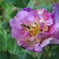 薔薇に蜂