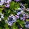植え込みのアジサイ