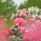 六月の薔薇