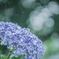 やさしい雨と…紫陽花❁*。