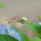 でんでん虫