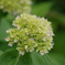 花散歩-少し色づき始めた紫陽花