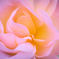 花弁の重なり