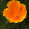 近所の花達