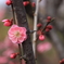 梅の花
