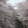 桜in高戸橋