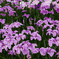 花菖蒲