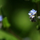 花 か 雑草か