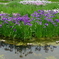 菖蒲