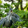 Big Bird Chicks