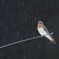 雨とツバメ