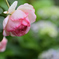 雨の庭　薔薇と紫陽花