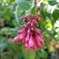 線香花火