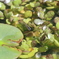 気性の荒い親メダカ