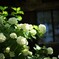 暗闇に光る極楽寺の紫陽花