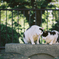 幸せだニャー̳^• ·̫ •^ ̳♡ (film)