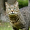 公園の猫