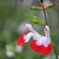街に咲く花