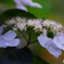 紫陽花の季節その7